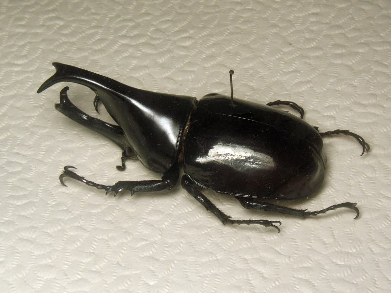 Xylotrupes lorquini Schaufuss, 1885